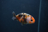 Baby Ranchu  Calico 3 Inch (ID#0107R9c-37) Free2Day SHIPPING