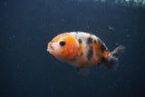 Baby Ranchu  Calico 3 Inch (ID#0107R9c-37) Free2Day SHIPPING