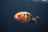 Baby Ranchu  Calico 3 Inch (ID#0107R9c-37) Free2Day SHIPPING