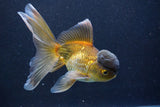 Thai Oranda  Bronze 5.5 Inch (ID#1001To2b-79) Free2Day SHIPPING