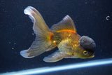 Thai Oranda  Bronze 5.5 Inch (ID#1001To2b-79) Free2Day SHIPPING