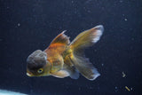 Thai Oranda  Bronze 5.5 Inch (ID#1001To2b-79) Free2Day SHIPPING