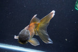 Thai Oranda  Bronze 5.5 Inch (ID#1001To2b-79) Free2Day SHIPPING