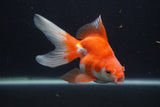 Ryukin Long Tail Red White 5 Inch (ID#0103Ry7b-1) Free2Day SHIPPING