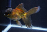 Thai Oranda  Bronze 5.5 Inch (ID#1001To2b-79) Free2Day SHIPPING