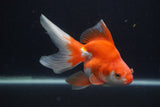 Ryukin Long Tail Red White 5 Inch (ID#0103Ry7b-1) Free2Day SHIPPING