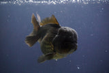 Short Body Thai Oranda  Black 4.5 Inch (ID#910To14a-59) Free2Day SHIPPING