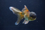 Thai Oranda  Bronze 5.5 Inch (ID#1001To2b-79) Free2Day SHIPPING