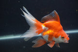 Ryukin Long Tail Red White 5 Inch (ID#0103Ry7b-1) Free2Day SHIPPING