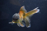 Thai Oranda  Bronze 5.5 Inch (ID#1001To2b-79) Free2Day SHIPPING