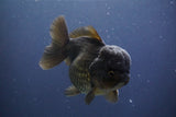 Short Body Thai Oranda  Black 4.5 Inch (ID#910To14a-59) Free2Day SHIPPING