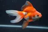 Ryukin Long Tail Red White 5 Inch (ID#0103Ry7b-1) Free2Day SHIPPING