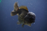 Short Body Thai Oranda  Black 4.5 Inch (ID#910To14a-59) Free2Day SHIPPING