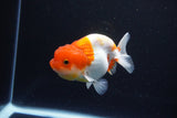 Juvenile Lionchu  Red White 3.5 Inch (ID#1119R11b-23) Free2Day SHIPPING