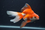 Ryukin Long Tail Red White 5 Inch (ID#0103Ry7b-1) Free2Day SHIPPING