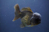 Short Body Thai Oranda  Black 4.5 Inch (ID#910To14a-59) Free2Day SHIPPING