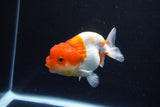 Juvenile Lionchu  Red White 3.5 Inch (ID#1119R11b-23) Free2Day SHIPPING