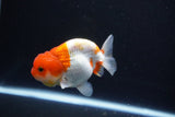 Juvenile Lionchu  Red White 3.5 Inch (ID#1119R11b-23) Free2Day SHIPPING