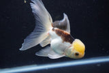 Thai Oranda  Tricolor 5.5 Inch (ID#1001To2b-80) Free2Day SHIPPING