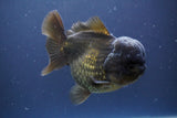 Short Body Thai Oranda  Black 4.5 Inch (ID#910To14a-59) Free2Day SHIPPING