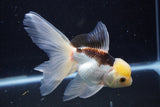 Thai Oranda  Tricolor 5.5 Inch (ID#1001To2b-80) Free2Day SHIPPING