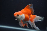 Ryukin Long Tail Red White 5 Inch (ID#0103Ry7b-1) Free2Day SHIPPING