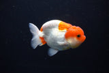 Juvenile Lionchu  Red White 3.5 Inch (ID#1119R11b-23) Free2Day SHIPPING