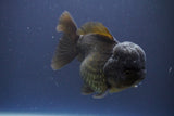 Short Body Thai Oranda  Black 4.5 Inch (ID#910To14a-59) Free2Day SHIPPING