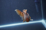 Baby Thai Oranda  Bronze 3 Inch (ID#1018ToPTA-47) Free2Day SHIPPING