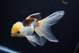 Thai Oranda  Tricolor 5.5 Inch (ID#1001To2b-80) Free2Day SHIPPING