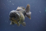 Short Body Thai Oranda  Black 4.5 Inch (ID#910To14a-59) Free2Day SHIPPING