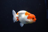 Juvenile Lionchu  Red White 3.5 Inch (ID#1119R11b-23) Free2Day SHIPPING