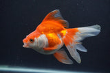 Ryukin Long Tail Red White 5 Inch (ID#0103Ry7b-1) Free2Day SHIPPING