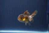 Baby Thai Oranda  Bronze 3 Inch (ID#1018ToPTA-47) Free2Day SHIPPING