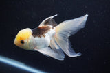 Thai Oranda  Tricolor 5.5 Inch (ID#1001To2b-80) Free2Day SHIPPING