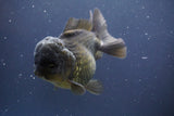 Short Body Thai Oranda  Black 4.5 Inch (ID#910To14a-59) Free2Day SHIPPING