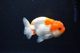 Juvenile Lionchu  Red White 3.5 Inch (ID#1119R11b-23) Free2Day SHIPPING