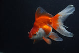 Ryukin Long Tail Red White 5 Inch (ID#0103Ry7b-1) Free2Day SHIPPING