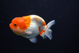 Juvenile Lionchu  Red White 3.5 Inch (ID#1119R11b-23) Free2Day SHIPPING