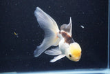 Thai Oranda  Tricolor 5.5 Inch (ID#1001To2b-80) Free2Day SHIPPING