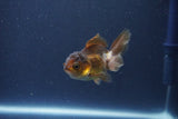 Baby Thai Oranda  Bronze 3 Inch (ID#1018ToPTA-47) Free2Day SHIPPING