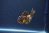 Baby Thai Oranda  Bronze 3 Inch (ID#1018ToPTA-47) Free2Day SHIPPING