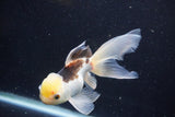 Thai Oranda  Tricolor 5.5 Inch (ID#1001To2b-80) Free2Day SHIPPING