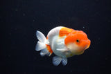 Juvenile Lionchu  Red White 3.5 Inch (ID#1119R11b-23) Free2Day SHIPPING