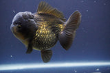 Short Body Thai Oranda  Black 4.5 Inch (ID#910To14a-59) Free2Day SHIPPING