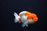 Juvenile Lionchu  Red White 3.5 Inch (ID#1119R11b-23) Free2Day SHIPPING