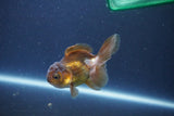 Baby Thai Oranda  Bronze 3 Inch (ID#1018ToPTA-47) Free2Day SHIPPING