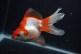 Ryukin Long Tail Red White 5 Inch (ID#0103Ry7b-2) Free2Day SHIPPING