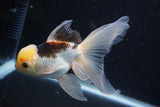 Thai Oranda  Tricolor 5.5 Inch (ID#1001To2b-80) Free2Day SHIPPING