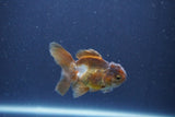 Baby Thai Oranda  Bronze 3 Inch (ID#1018ToPTA-47) Free2Day SHIPPING